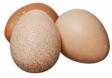 Инкубационное яйцо цесарок