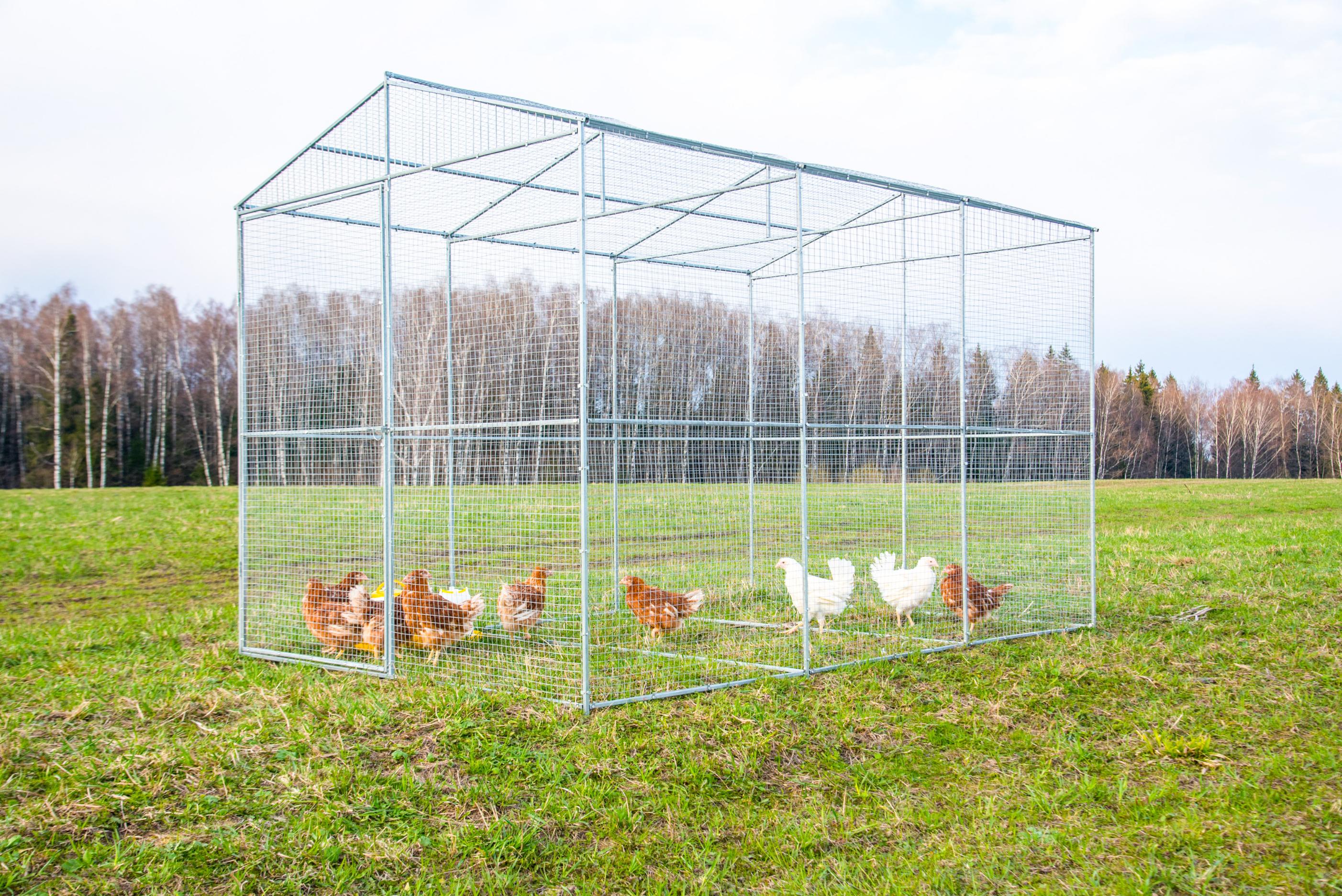 Минсельхоз предлагает запретить свободный выгул кур | Ветеринария и жизнь