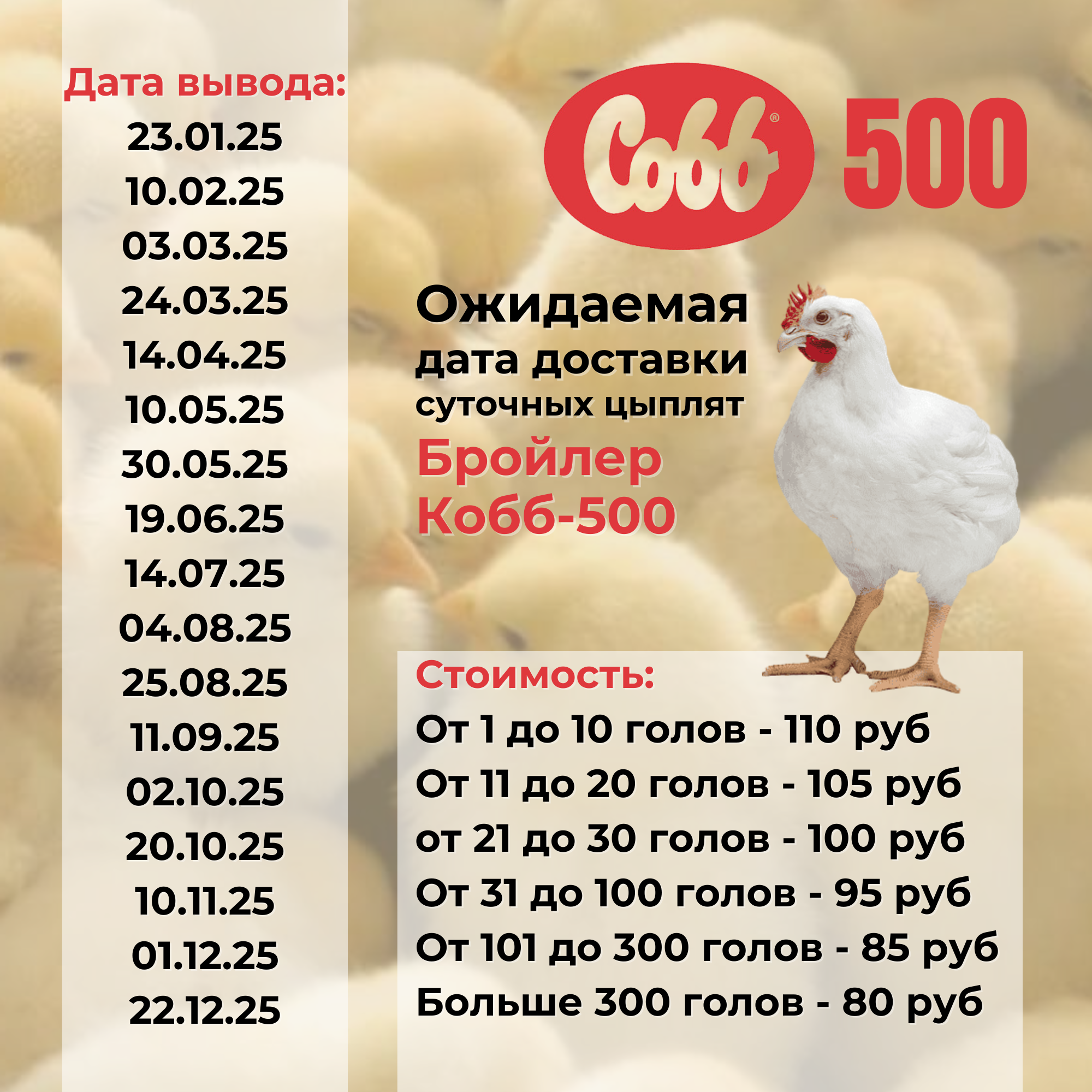 Цыплёнок бройлерный суточный (Россия). Фото 1 Цыплёнок бройлерный суточный (Россия). Фото 1