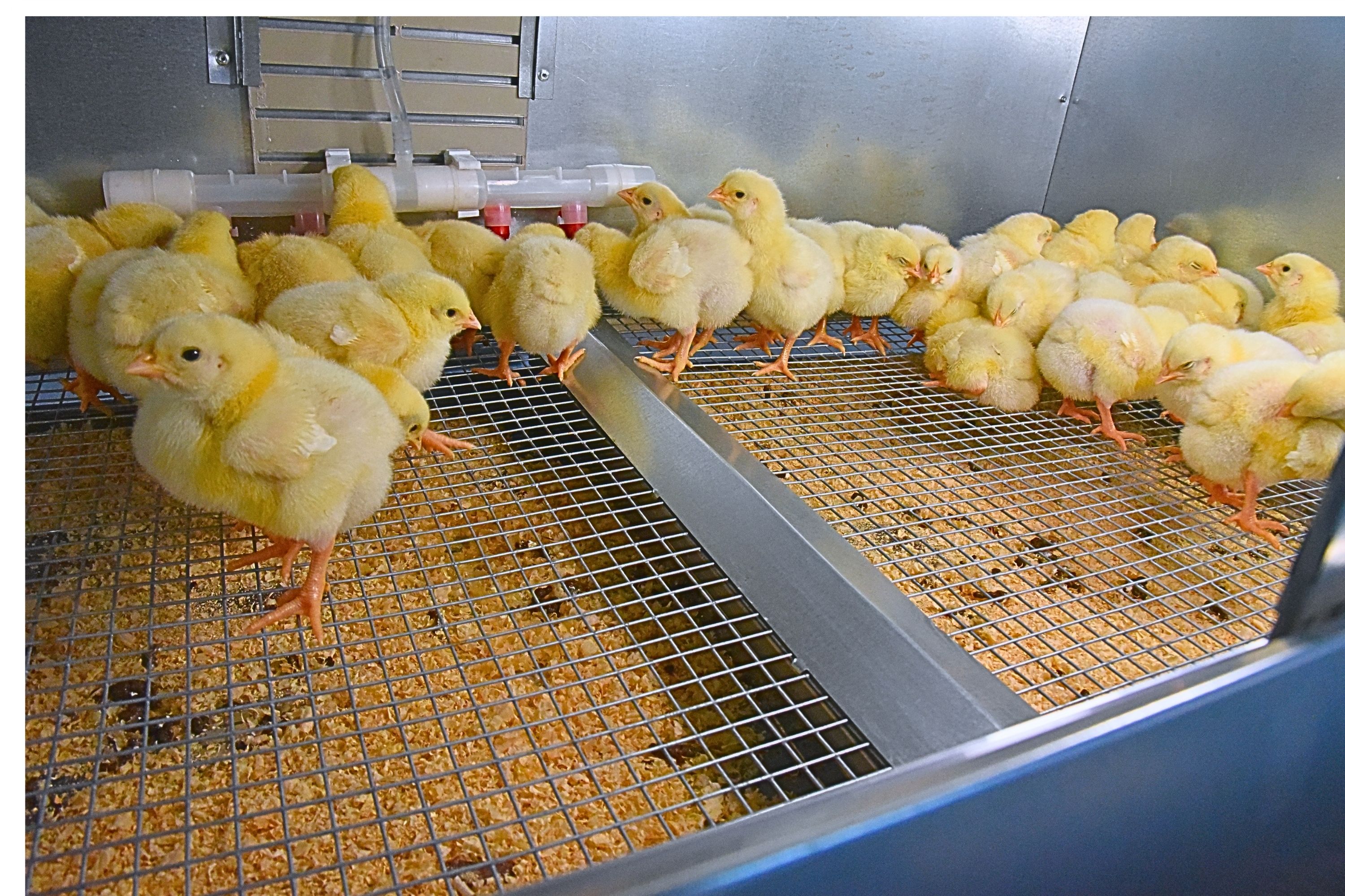 Брудер для цыплят автоматический "Рост А100.2". Фото 23