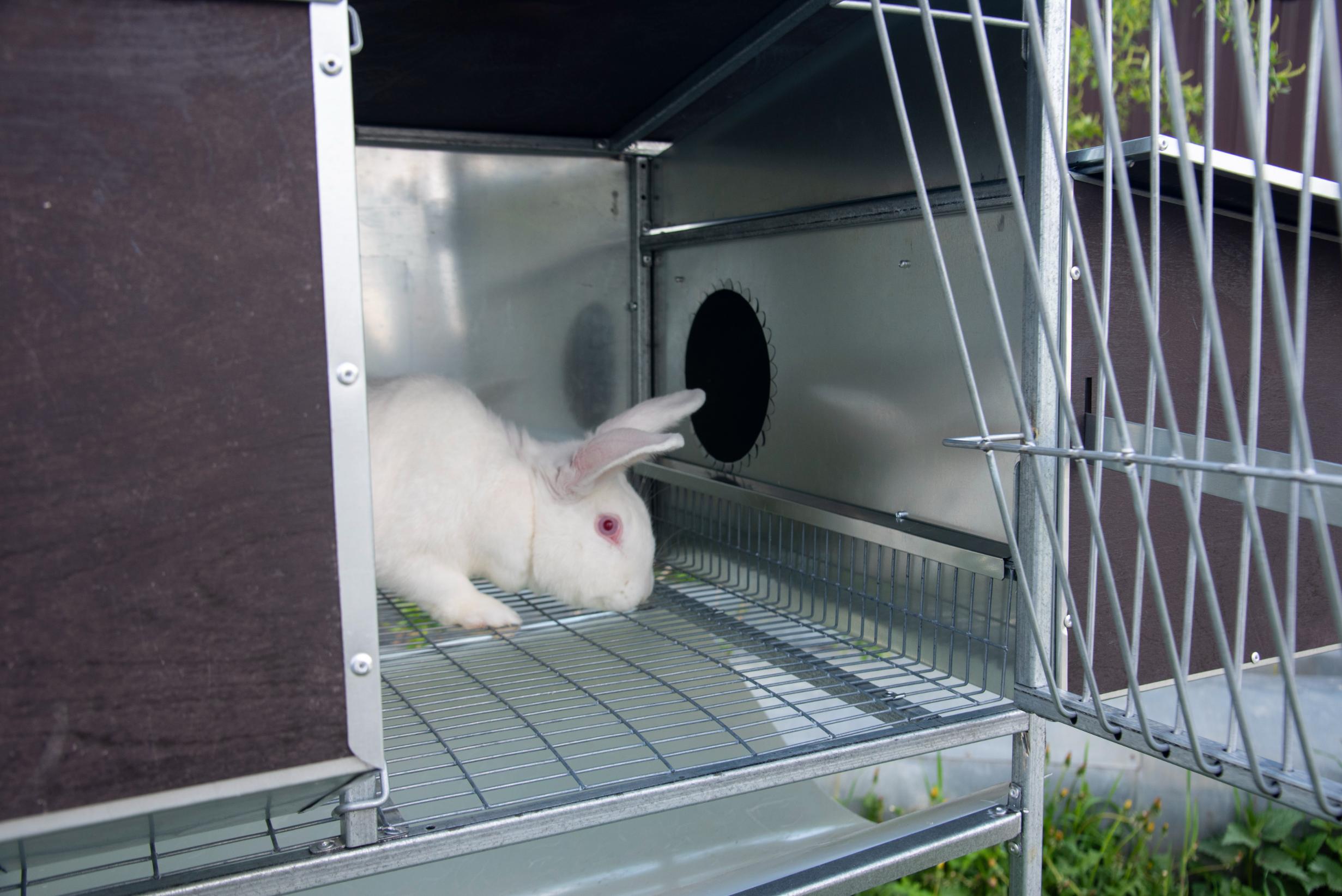 Клетки для кроликов - купить недорого в интернет-магазине МСК-Инкубатор