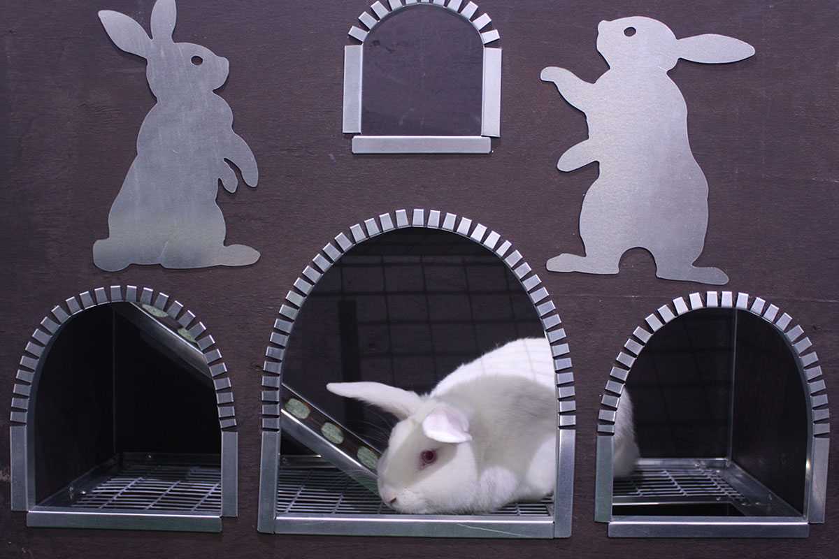 Удобная клетка для кроликов: делаем своими руками