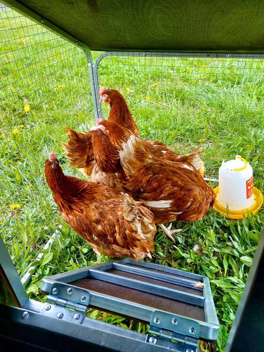 Выгул для курятника "Фазенда". Фото 17