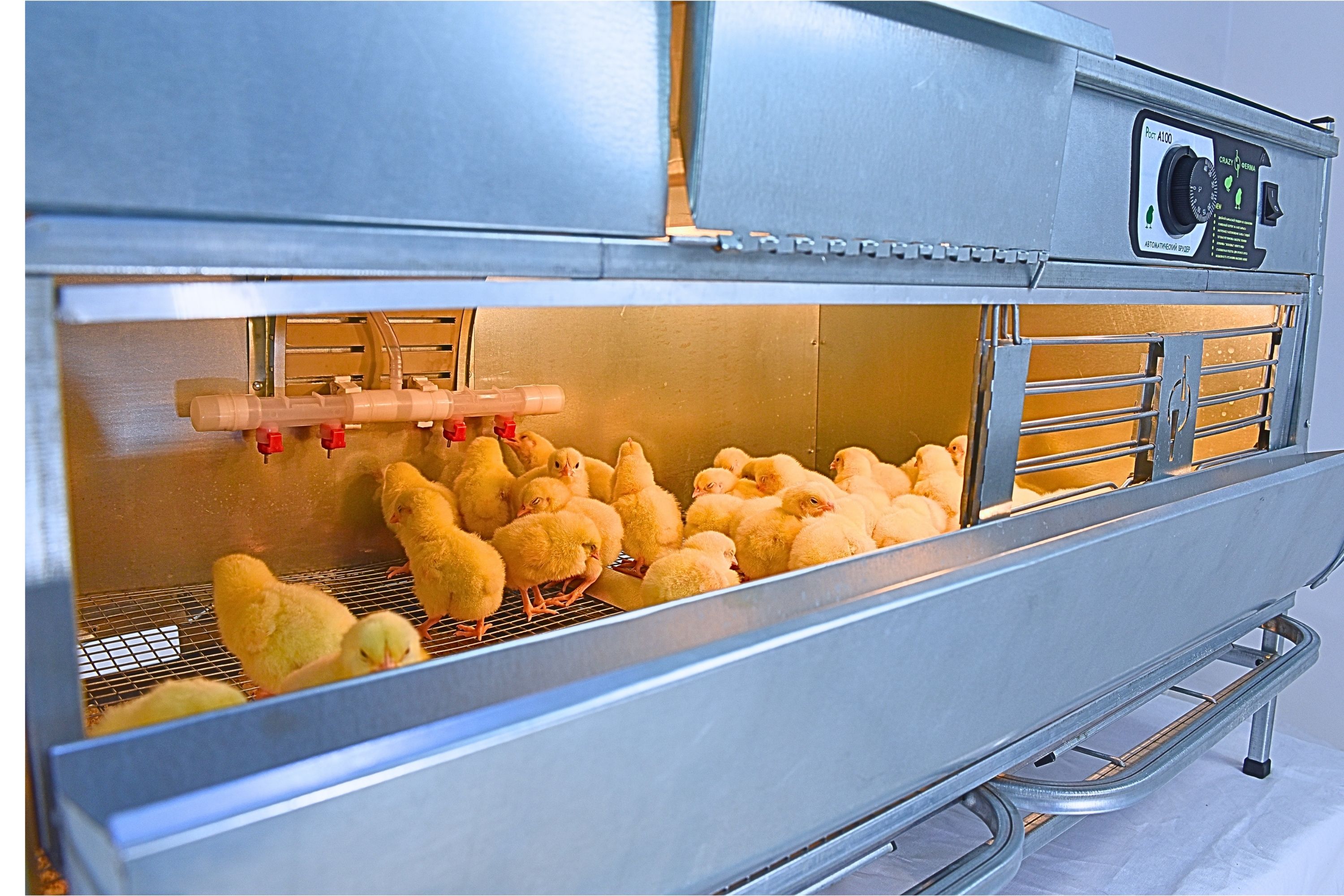 Брудер для цыплят автоматический "Рост А100.2". Фото 9