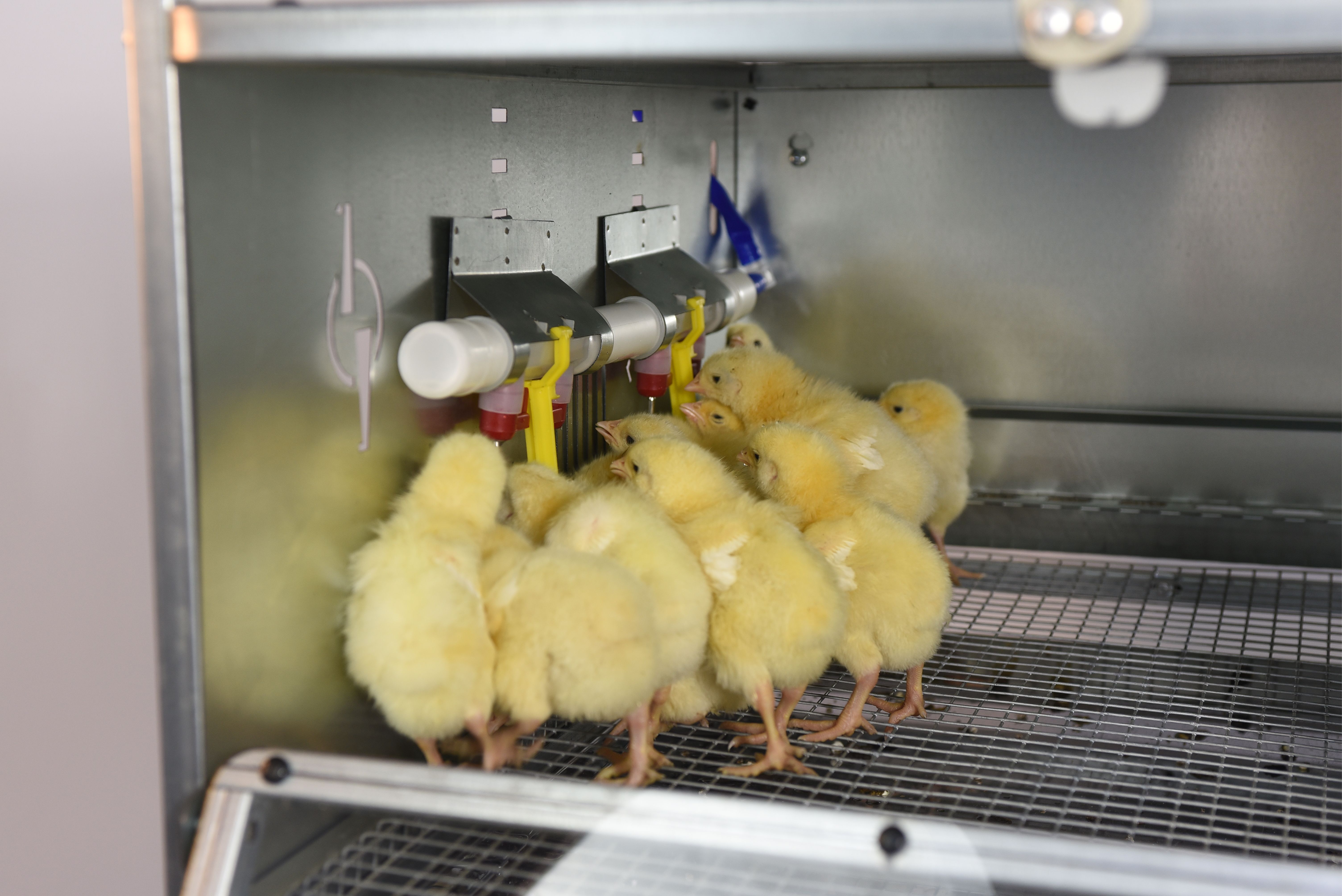 Рамный автоматический брудер 0714 Премиум. Фото 7