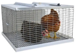 Домики и выгулы