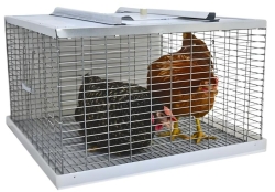 Фазаны Фазаны