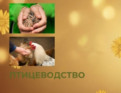Птицеводство