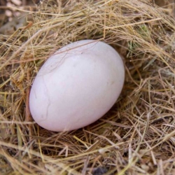 Яйцо инкубационное утки "Агидель"