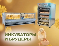 Инкубаторы и брудеры
