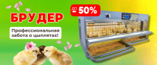 ВЕСНА БЛИЖЕ, ЦЕНЫ НИЖЕ! Скидка до -50% на брудеры для цыплят! 