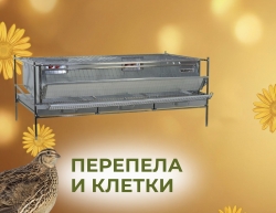 Перепела и клетки