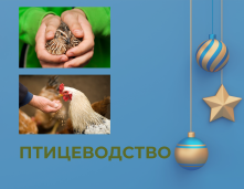 Птицеводство