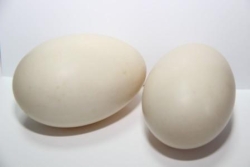Яйцо инкубационное утки "Мулард"